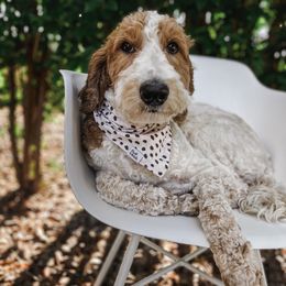 Aussiedoodle and Goldendoodle Puppies from Garside Doodles