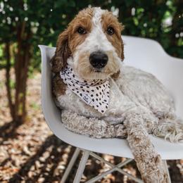 Aussiedoodle and Goldendoodle Puppies from Garside Doodles