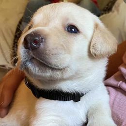 Labrador Retrievers from Havenquest Kennel