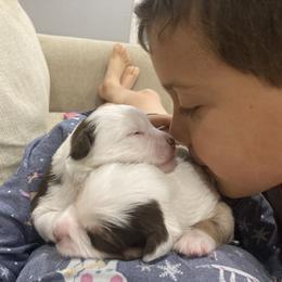 Miniature American Shepherd and Miniature Australian Shepherd Puppies from Husker Mini Aussies