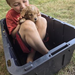 Brick - Apricot male Aussiedoodle puppy in Cumberland, Rhode Island from W Doodle Crew