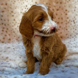 Pink - Apricot female Goldendoodle puppy in Gilbert, Arizona from Bushman Doodles
