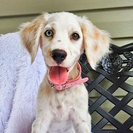 Pearl Jam - White and lemon female Dalmatian puppy in Gray, Georgia from Fuller Spots
