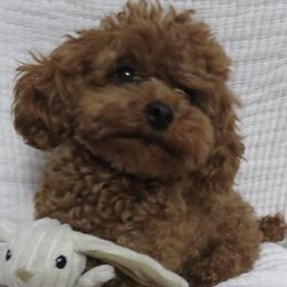Sitka - Poodle
