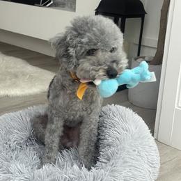Loui - Poodle