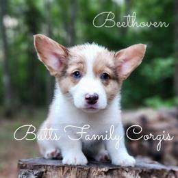 Beethoven - Sable and white male American Corgi puppy in Cameron, North Carolina from Butts Family Corgis