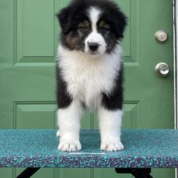 Australian Shepherd Puppies from Storybrooke Australian Shepherds