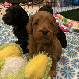 Cockapoo Puppies from Coco's Cocopuffs