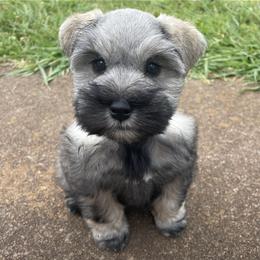 Miniature Schnauzer Puppies from Lap Happy Schnauzers