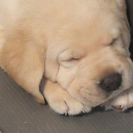 Labrador Retriever Puppies from Outlaws labradors