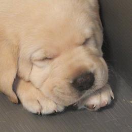 Labrador Retriever Puppies from Outlaws labradors
