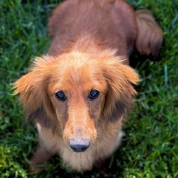 Dachshund puppies from Golden Moose Homestead