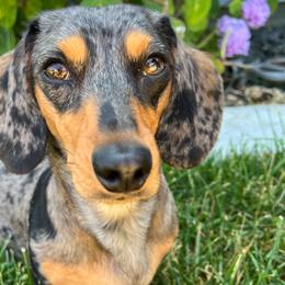 Daisy - Dachshund
