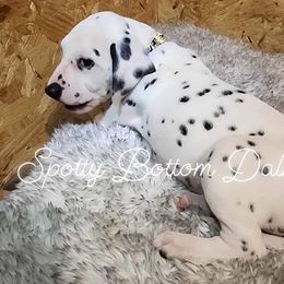 Boy Bakugo Tan - White and black Dalmatian puppy in Thayer, Missouri from Spotty Bottom Dalmatians