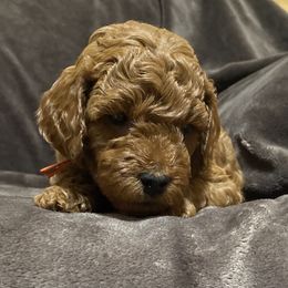 Goldendoodle Puppies from Simply Mini Goldendoodles