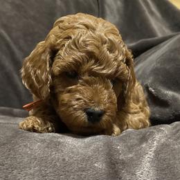 Goldendoodle Puppies from Simply Mini Goldendoodles