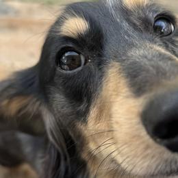 Dachshunds from Doxie Bunch