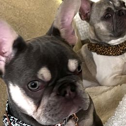 Dachshunds, French Bulldogs, and German Shorthaired Pointers from 3P Kennels