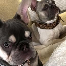 Dachshunds, French Bulldogs, and German Shorthaired Pointers from 3P Kennels