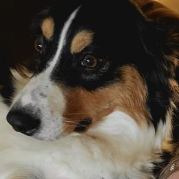 Australian Shepherd and Pomeranian All Grown Up from Willamette Valley Aussies