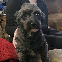 Ash - Maltipoo