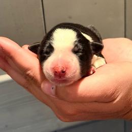 Millie - Black and white female Border Collie puppy in North Lakeport, California from Wild Rose Ranch