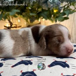 Romeo - Dapple male Dachshund puppy in Fayetteville, West Virginia from Loop Creek Dachshunds