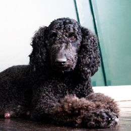 Munya - Goldendoodle