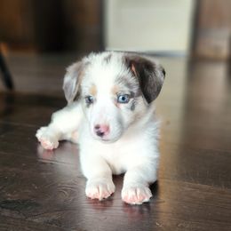 Male 3 - Blue male Pembroke Welsh Corgi puppy in Orleans, Indiana from Workman Farms