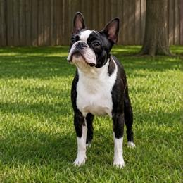 Brad - Boston Terrier