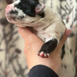Daisy - Black and white female Great Dane puppy in Grand Blanc, Michigan from Green’s Great Danes