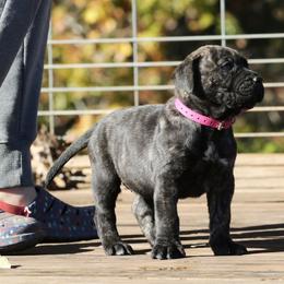 Pink Collar - Tiger female Perro de Presa Canario puppy in Pocahontas, Illinois from Cabeza Grande Kennel
