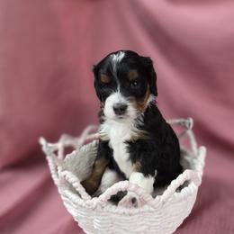 Bernedoodle Puppies from Mt. Rainier Doodle Dogs