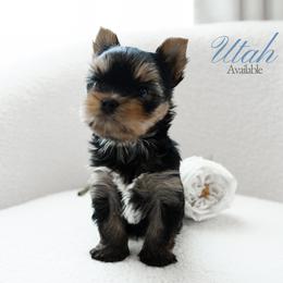 Yorkshire Terrier puppies from Yorkie Manor Country Club
