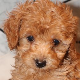 Angel - Cockapoo puppy in Drexel Hill, Pennsylvania from Paws of Abundance