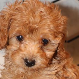 Angel - Cockapoo puppy in Drexel Hill, Pennsylvania from Paws of Abundance