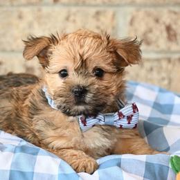 Wally - Gold male Morkie puppy in Guthrie, Kentucky from Happy Tail Puppies