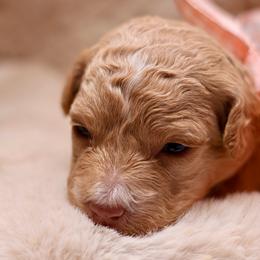 Amber - Apricot female Goldendoodle puppy in Forney, Texas from Diamond Doodle Pups and Poodles