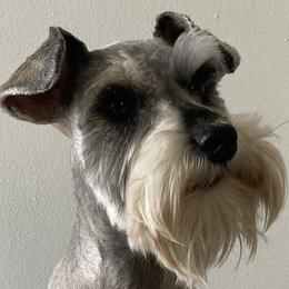 Miniature Schnauzers from Rocky Mountain Schnauzer