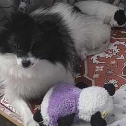 Leia - Pomeranian