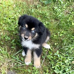 Boy 2 - Black tri-color Australian Shepherd puppy in Eddyville, Kentucky from Cactus J Aussies