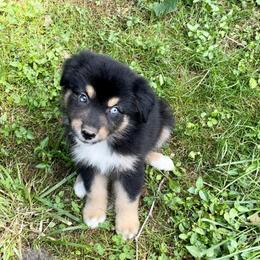 Boy 2 - Black tri-color Australian Shepherd puppy in Eddyville, Kentucky from Cactus J Aussies