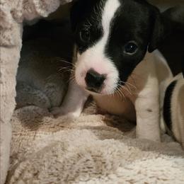 Eliza - Black and white female Jack Russell Terrier puppy in California from Kimberlite