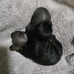 Pumpkin - Black female Xoloitzcuintli puppy in Eugene, Oregon from Naked nobles kennel
