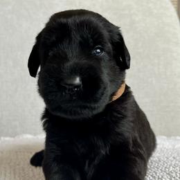 Giant Schnauzer and Miniature Schnauzer Puppies from My Angel Schnauzers