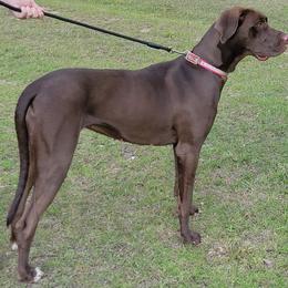 Great Danes from Infinity Danes
