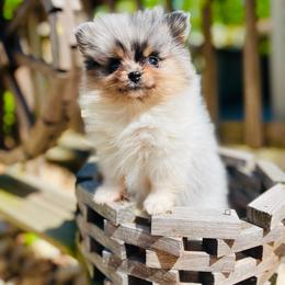 Gyro - Blue merle male Pomeranian puppy in Buck Valley, Pennsylvania from Buck Valley Pomeranians
