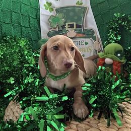Kid Loki - Finn - Green - Fawn (Isabella) male Dachshund puppy in Pittsburg, California from Super Hero Dachshunds