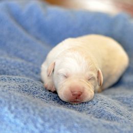 Labrador Retriever Puppies from Loudon's Labradors