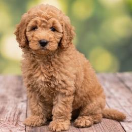 Carol (Captain Marvel) - Apricot female Poodle puppy in Lecanto, Florida from Lecanto Puppy